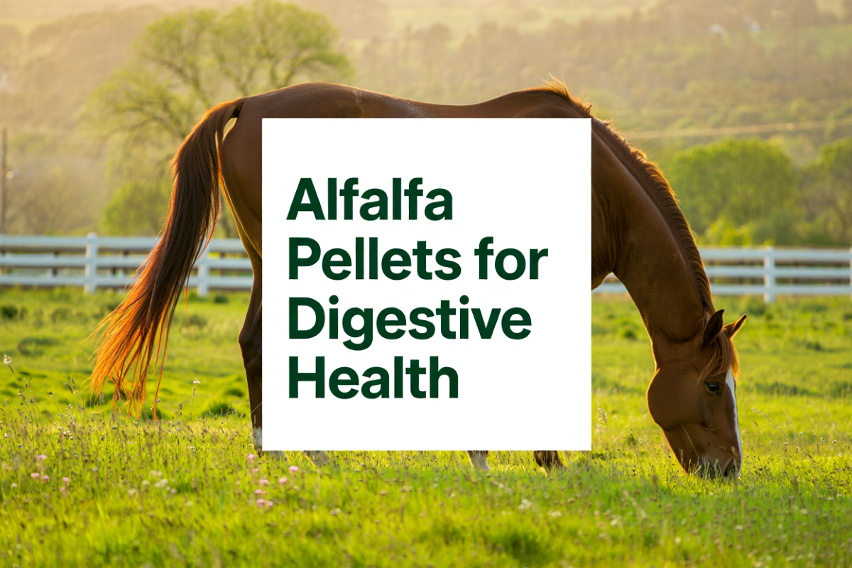 Alfalfa Pellets For Digestive Health In Horses