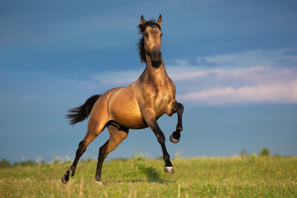Purebred Andalusian horse rear on blossoming meadow with dramatic overcast skies