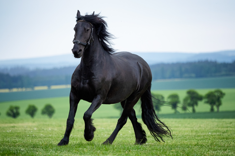 Alfalfa vs. Grass Hay: Which Should Your Horse Be Eating?