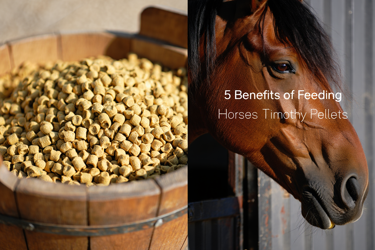 Benefits Of Feeding Horses Timothy Pellets Split Vertical Image Horse Pellets
