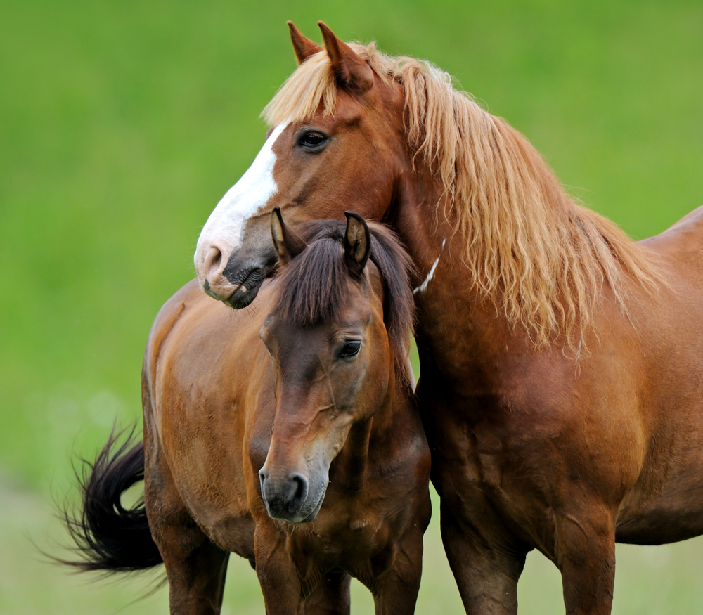 Forage for Horses Match the Right Type to Their Needs