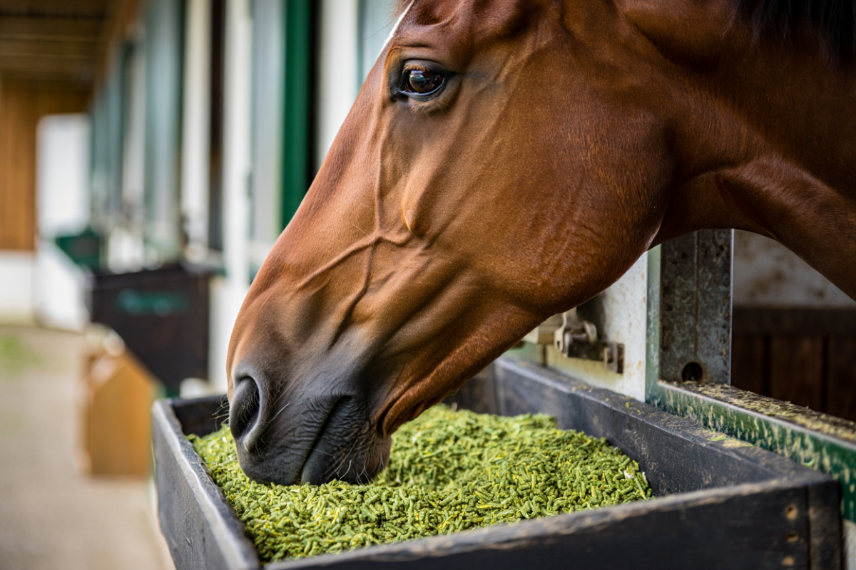 Horse Eating Forage From Greenway