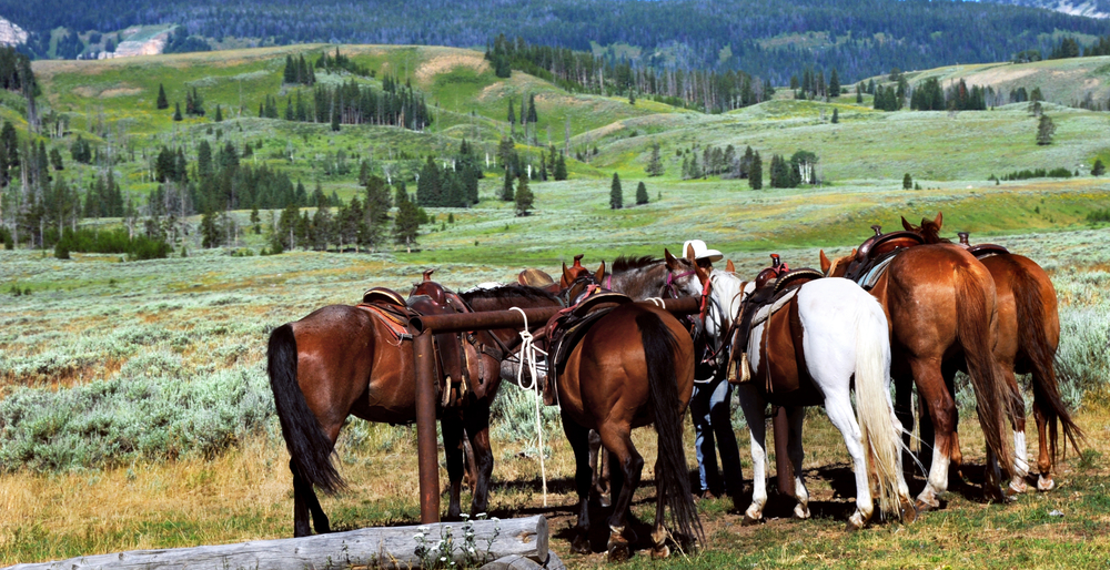 Horses are tethered in Yellowstone National Park