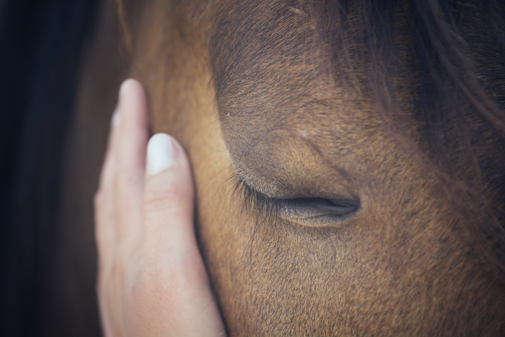 A female hand stroking a brown horse head