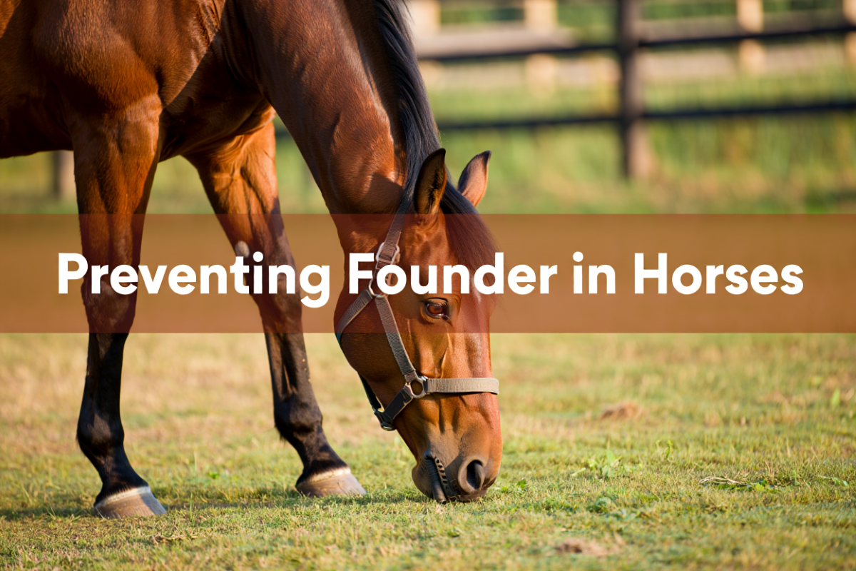 Preventing Founder In Horses