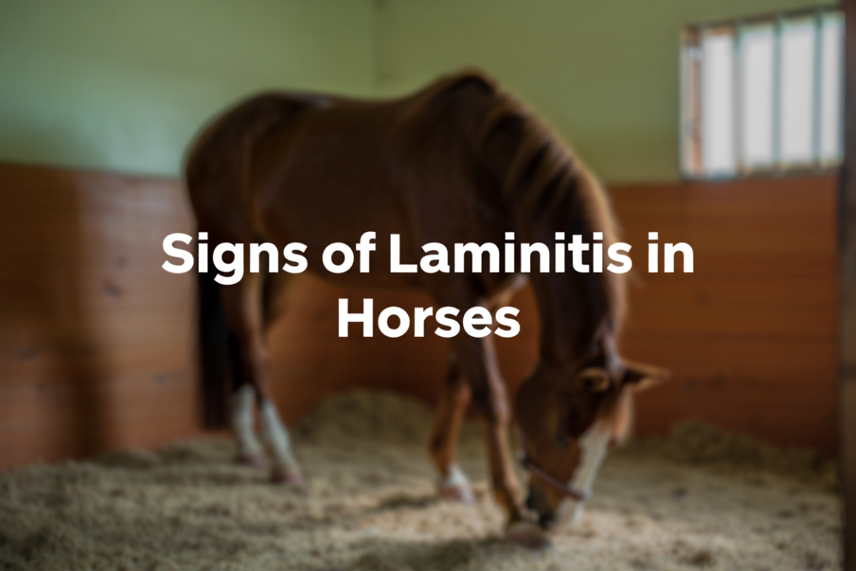 Signs Of Laminitis In Horses
