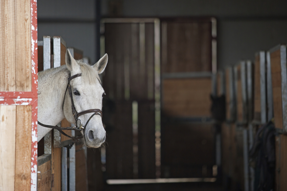 Straw Pellet Bedding Hacks to Boost Absorbency & Cut Costs - Horse in stable