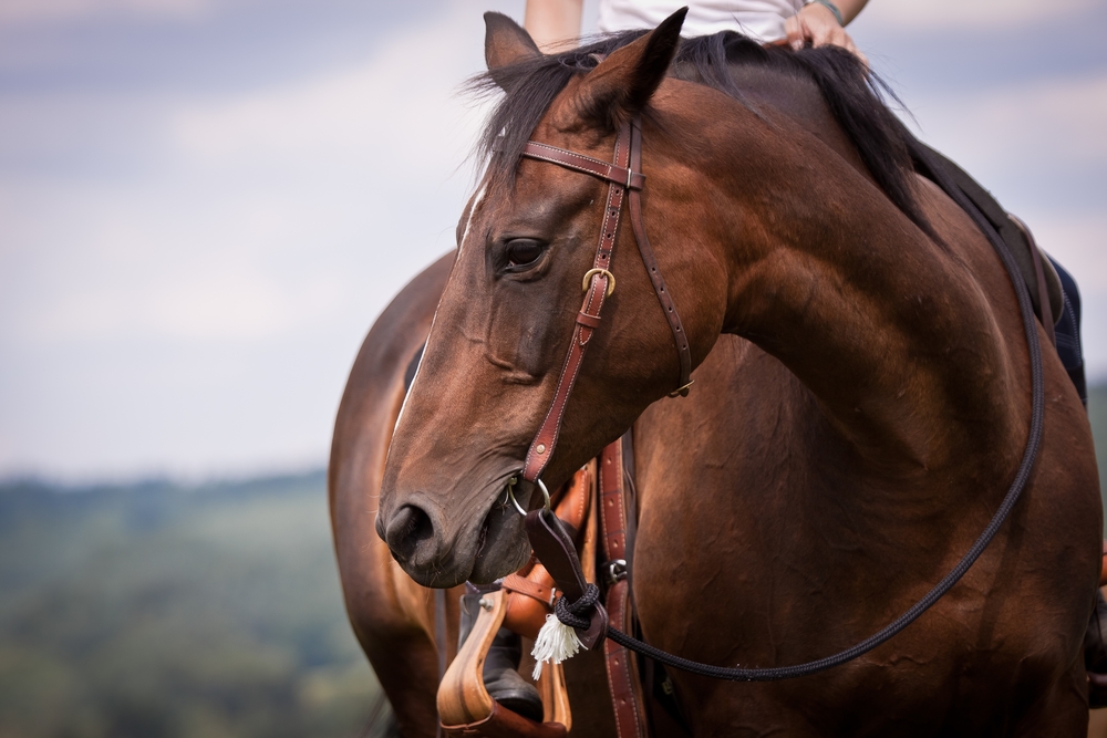 Timothy Pellets for Horses: Smart Forage or Overhyped?
