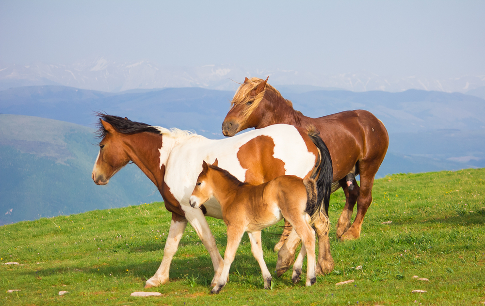 Photo of happy family of horses at Subasio mountain in Umbria