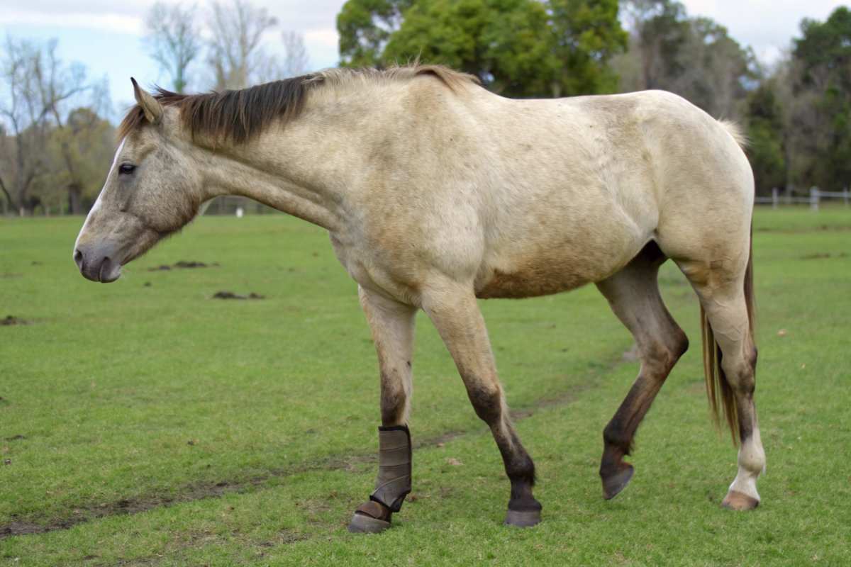 A Horse With A Hurt Leg From Founder