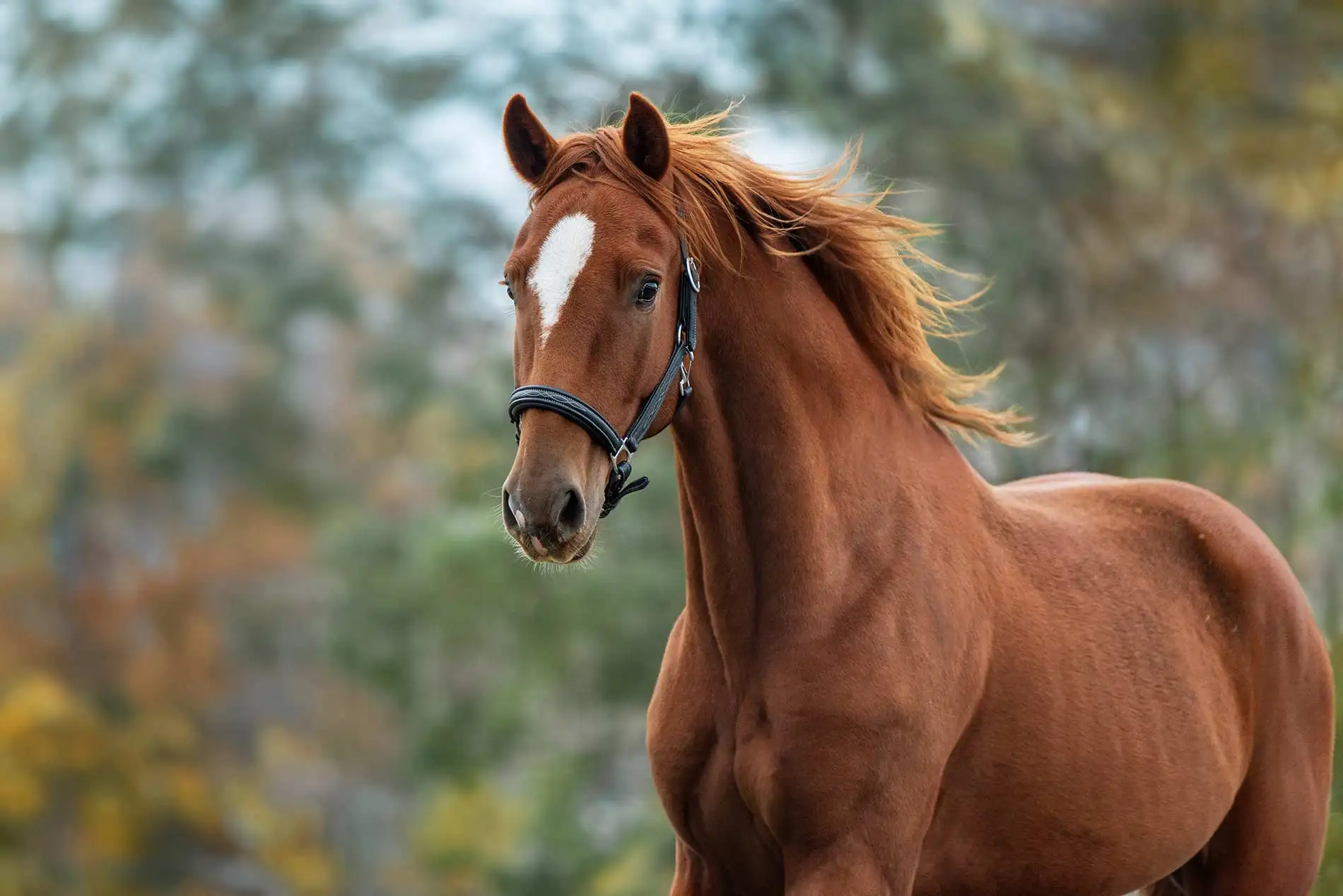 Horse Forage