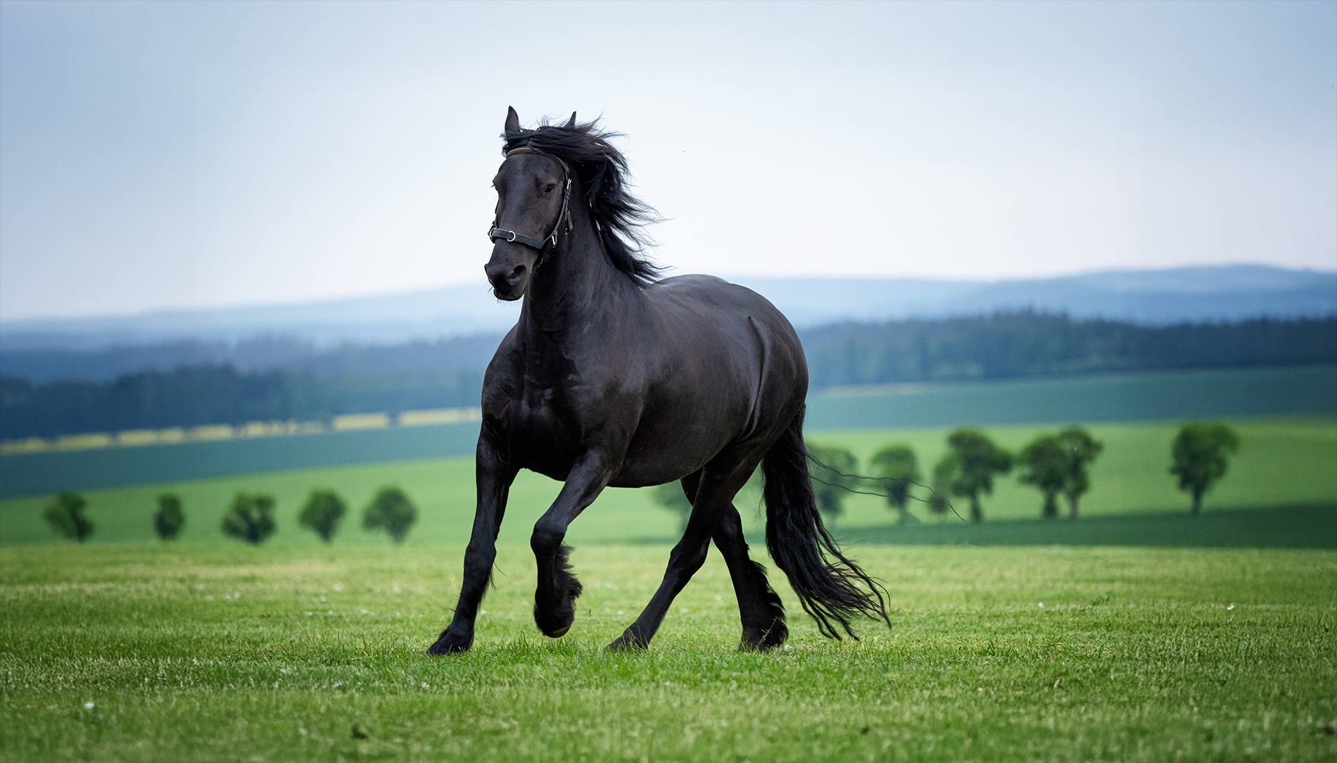 Horse In Field