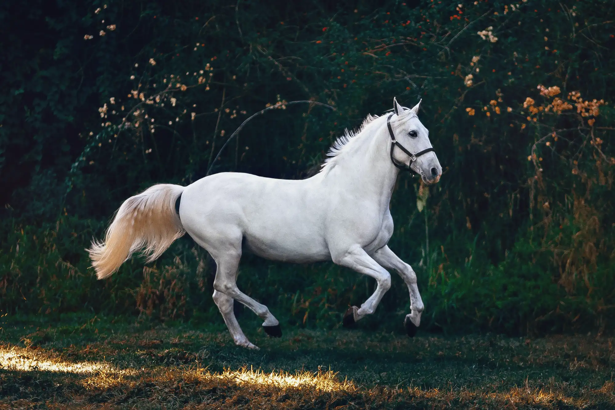 Horse1