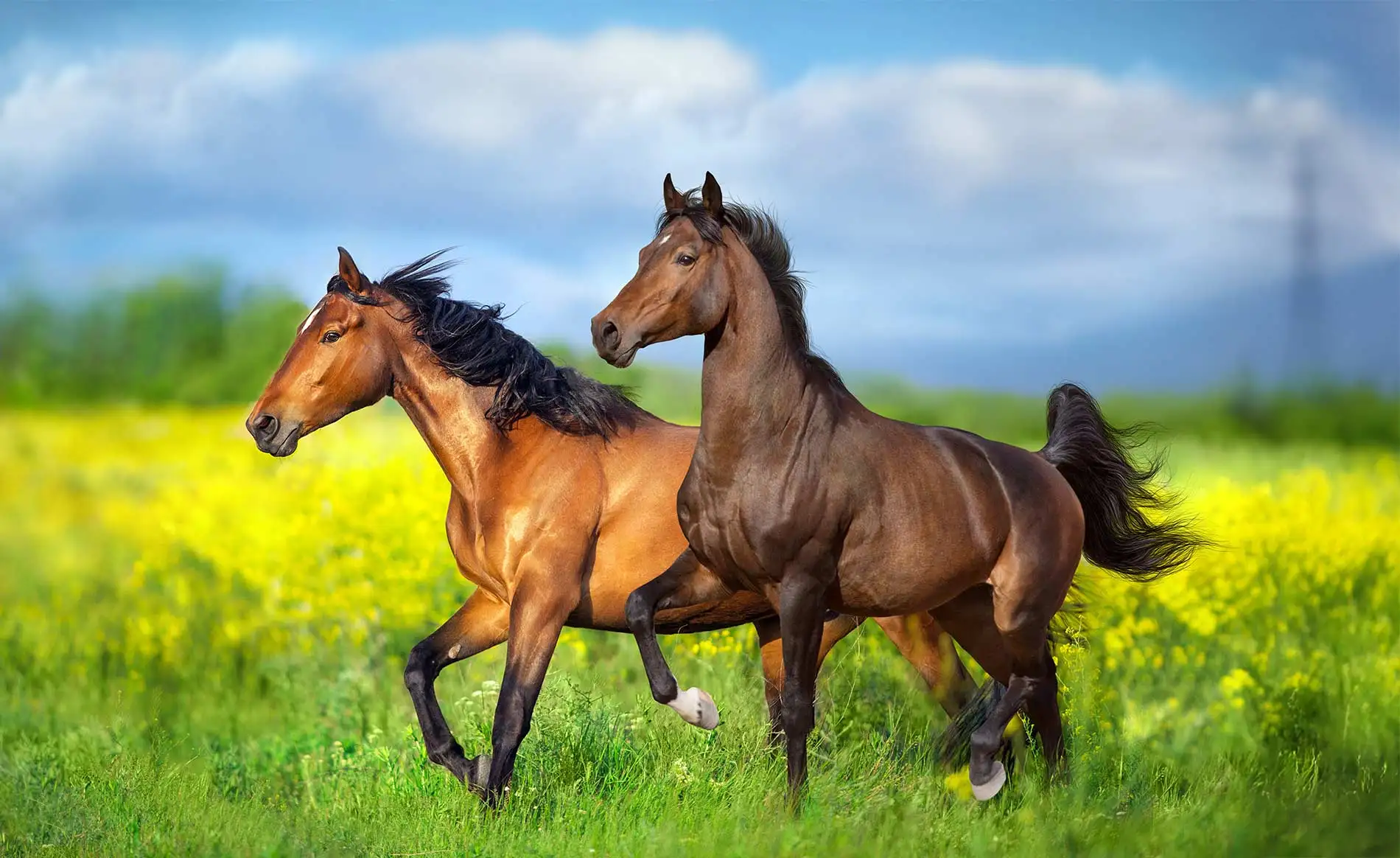Horses In Field
