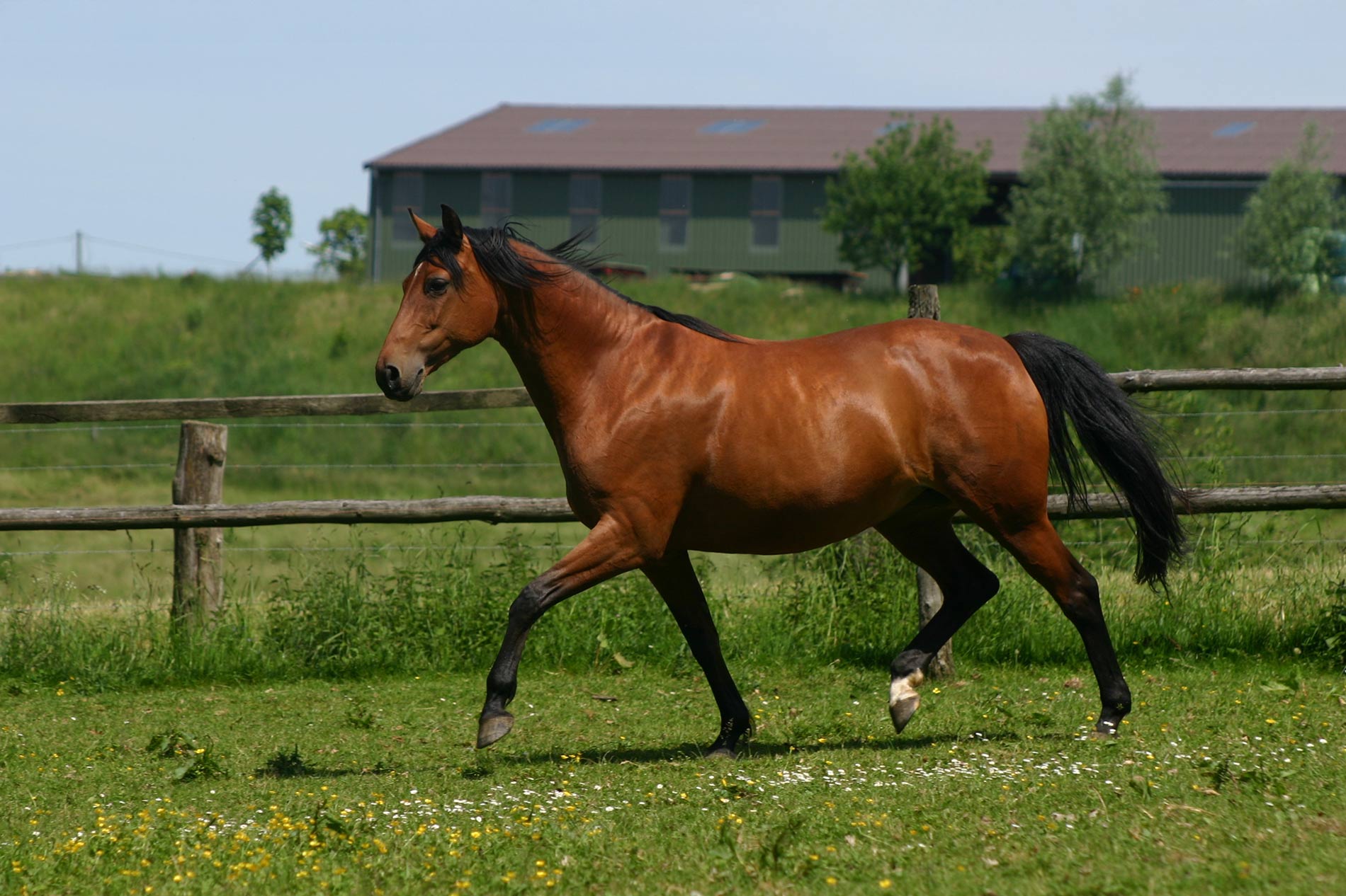 Trakehner Horse2
