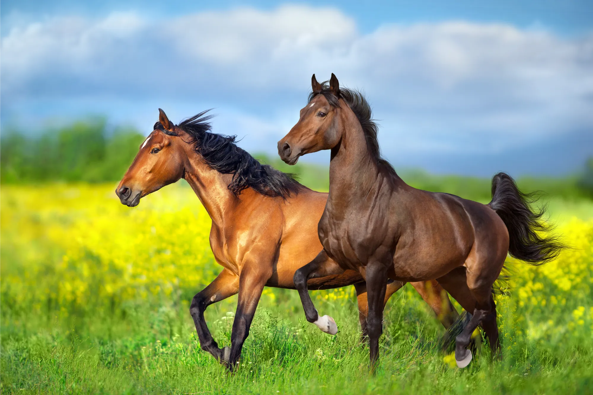 Two Horses